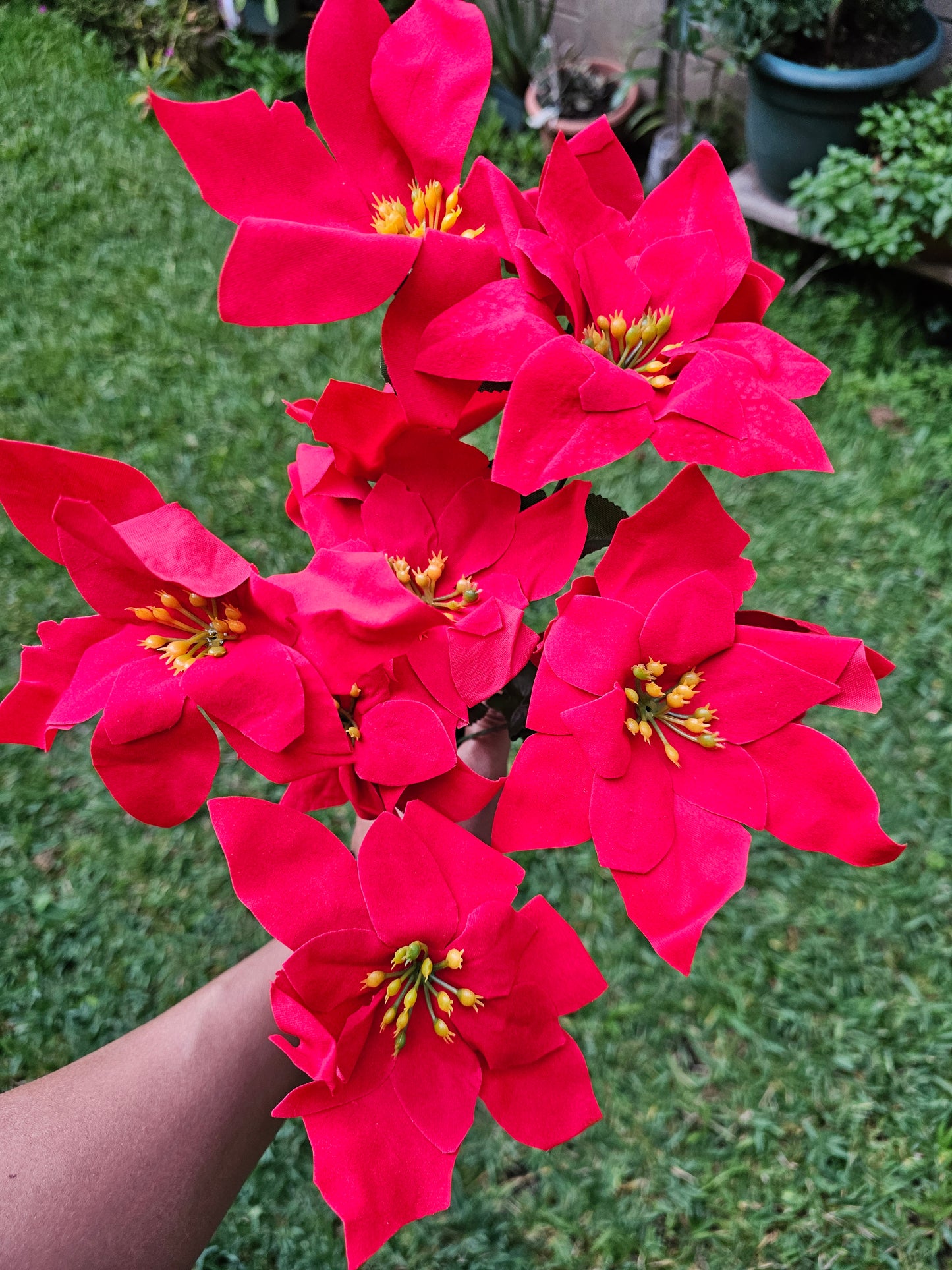 Pascua docena