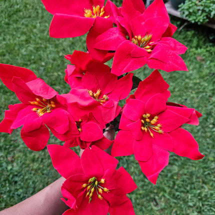 Pascua docena